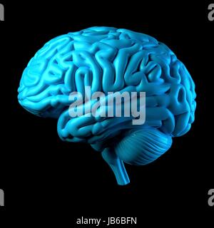 Human brain, computer illustration. Stock Photo
