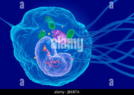 Macrophage white blood cell, illustration. Stock Photo