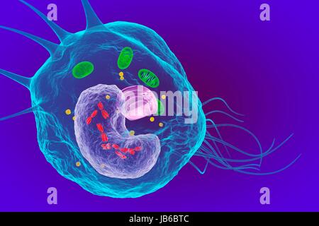 Macrophage white blood cell, illustration. Stock Photo