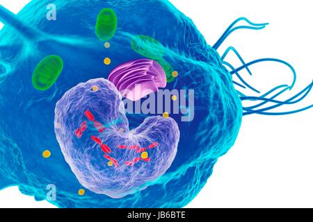 Macrophage white blood cell, illustration. Stock Photo