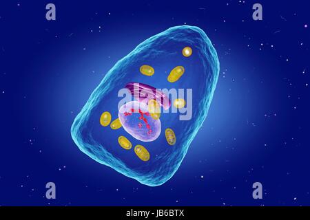 Osteoblast cell, illustration Stock Photo - Alamy