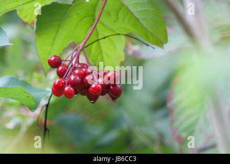 Branch with viburnum red berries surrounded by leaves in the sunlight. Isolated on a blurry background. Stock Photo
