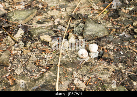 Two snails in nature. The snail is looking for a breeding pair. Stock Photo