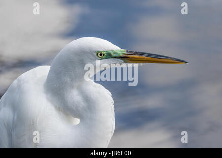 Head and Shoulders Portrait of a Great Egret, Showing the Curve of its' Neck and Back, in Front of Reflections of the Sky and Clouds on Water Stock Photo