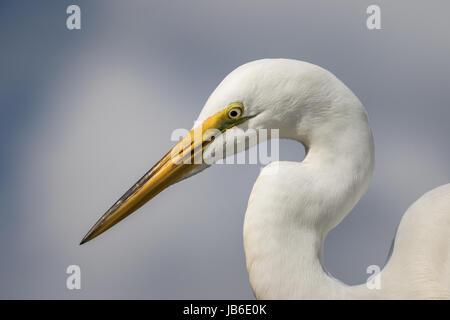 Head and Shoulders Portrait of a Great Egret, Showing the Curve of its' Neck and Back, in Front of Reflections of the Sky and Clouds on Water Stock Photo