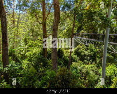 Walkway Through The Tree Tops Of The Rainforest Stock Photo
