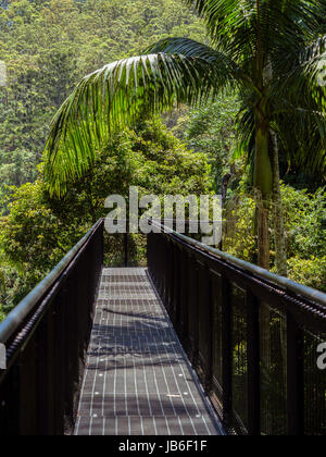 Nature Walkway Through The Rainforest Tree Tops Stock Photo