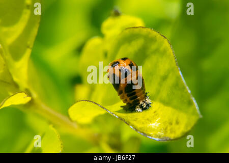 Orange and black ladybug larva on leaf Stock Photo