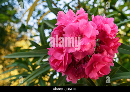 Pink Nerium oleander flower on tree in the garden Stock Photo