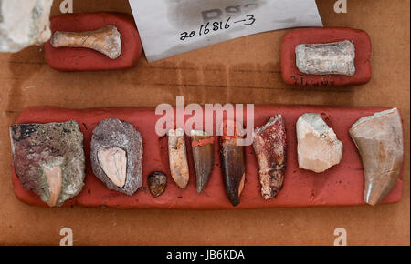 Yanji. 8th June, 2017. Photo taken on June 8, 2017 shows dinosaur and crocodile teeth fossils excavated from Longshan Mountain in the city of Yanji, northeast China's Jilin Province. Fossils of a complete crocodile and bones belonging to at least six different dinosaurs from the Cretaceous Period, 145 to 66 million years ago, have been excavated in northeast China's Jilin Province. Credit: Xu Chang/Xinhua/Alamy Live News Stock Photo