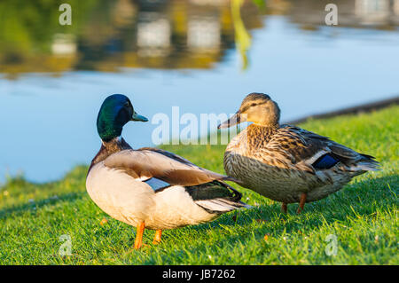 A pair of Mallard ducks on grass having a conversation in Spring in West Sussex, England, UK. Stock Photo