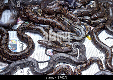 Kolkata, India. 08th June, 2017. Hatched Burmese Python in Alipore ...