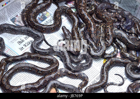 Kolkata, India. 08th June, 2017. Hatched Burmese Python in Alipore ...