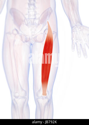 3d rendered illustration of the rectus femoris Stock Photo