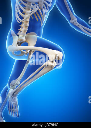 3d rendered illustration - runner anatomy Stock Photo