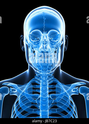 3d rendered illustration - human skull anatomy Stock Photo - Alamy