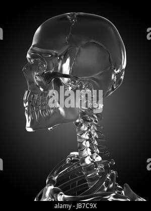 3d rendered illustration of a glass skeleton Stock Photo