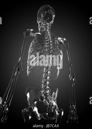 3d rendered illustration of a glass skeleton Stock Photo