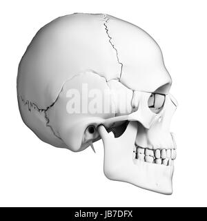 3d rendered illustration - human skull anatomy Stock Photo