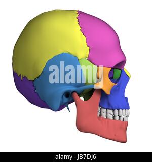 3d rendered illustration - human skull anatomy Stock Photo