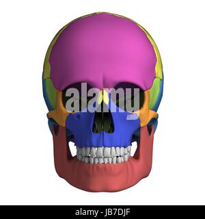 3d rendered illustration - human skull anatomy Stock Photo