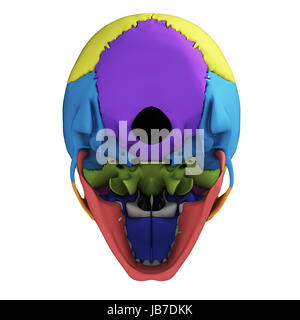 3d rendered illustration - human skull anatomy Stock Photo