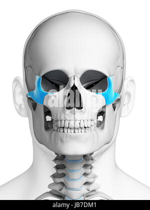 3d rendered illustration - zygomatic bone Stock Photo