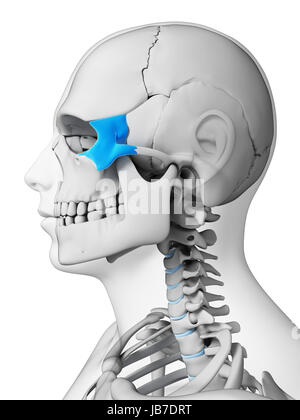 3d rendered illustration - zygomatic bone Stock Photo