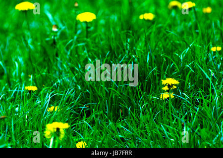 Yellow dandelions. Bright flowers dandelions on background of green spring meadows. Stock Photo
