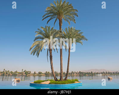 Tall large date palm tree phoenix dactylifera on island in infinity swimming pool at luxury tropical hotel resort Stock Photo