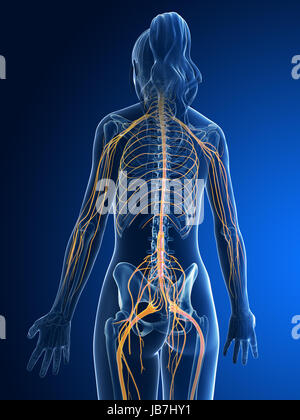 3d rendered medical illustration - female nerves Stock Photo