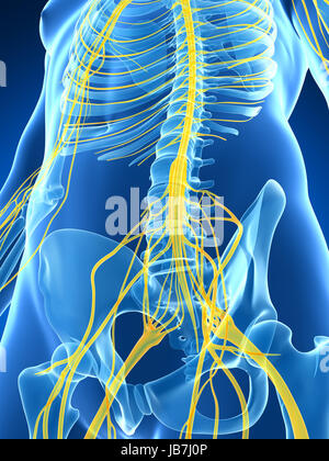 3d rendered illustration of the male nerve system Stock Photo