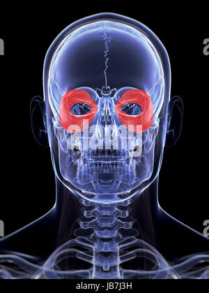 The orbicularis oculi muscle Stock Photo - Alamy