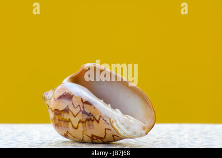 Sea shell on a yellow background. Beautiful seashells on the beach. A pearl lies on a white table. Stock Photo