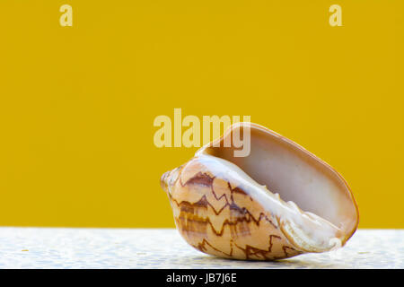 Sea shell on a yellow background. Beautiful seashells on the beach. A pearl lies on a white table. Stock Photo