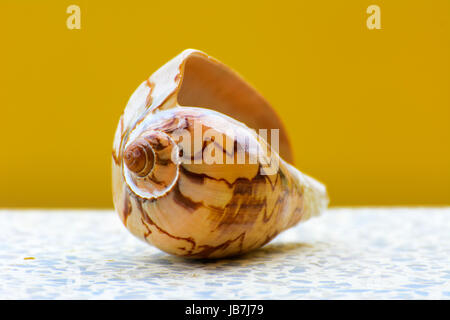 Sea shell on a yellow background. Beautiful seashells on the beach. A pearl lies on a white table. Stock Photo