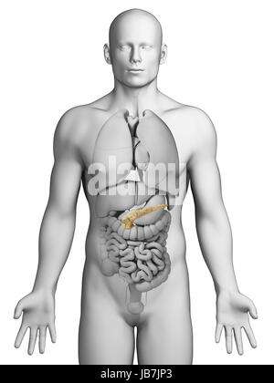 3d rendered illustration - pancreas Stock Photo