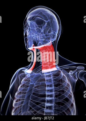 3d rendered illustration of the platysma muscle Stock Photo: 144612615