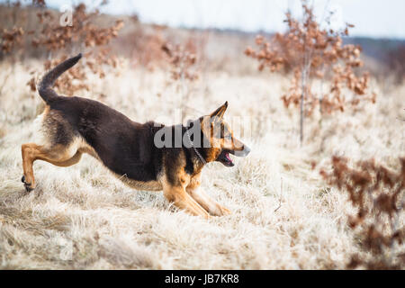 Splendid German Shepherd dog running outdoors Stock Photo
