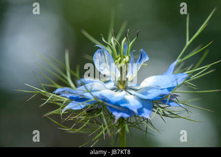 Close-up image of the delicate blue, Love-in-a-mist flower also known as Nigella damascena Stock Photo