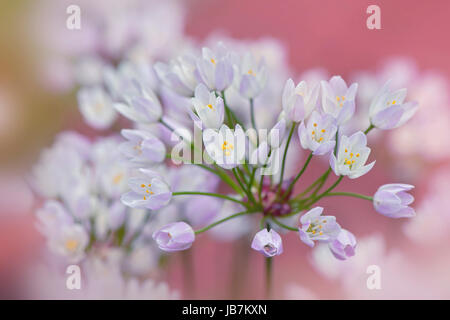 Close-up image of the delicate little Allium roseum flowers also known as rosy-flowered garlic or rosy garlic. Stock Photo