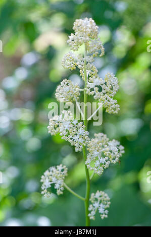 Close-up image of Rodgersia aesculifolia white summer flowers. Stock Photo