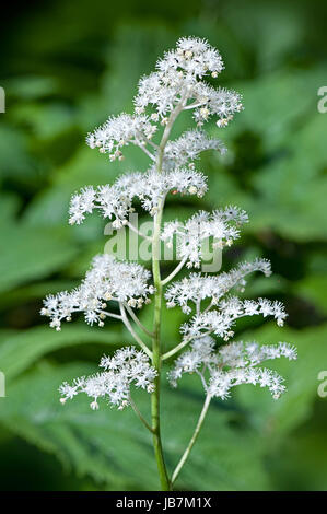Close-up image of Rodgersia aesculifolia white summer flowers. Stock Photo