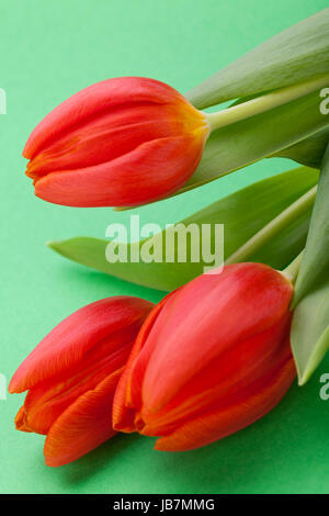 Schöne frische rote Tulpen als Blumenstrauß zu ostern und Valentinstag isoliert