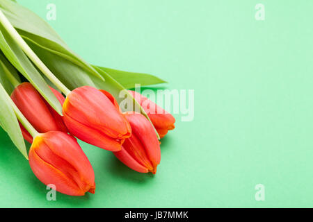Schöne frische rote Tulpen als Blumenstrauß zu ostern und Valentinstag isoliert