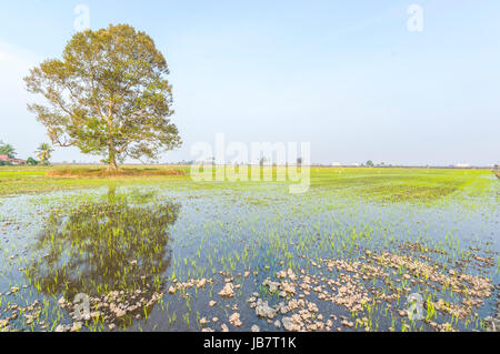 Tree at paddy field with blue skies Stock Photo