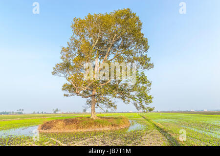 Tree at paddy field with blue skies Stock Photo