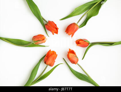Six orange tulips arranged in a circle Stock Photo