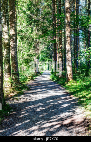 Forest road through the sunshine between conifers. Stock Photo