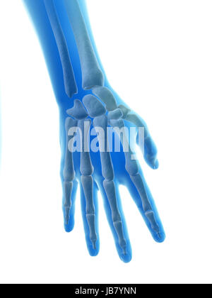 rendered illustration of the hand and finger bones Stock Photo